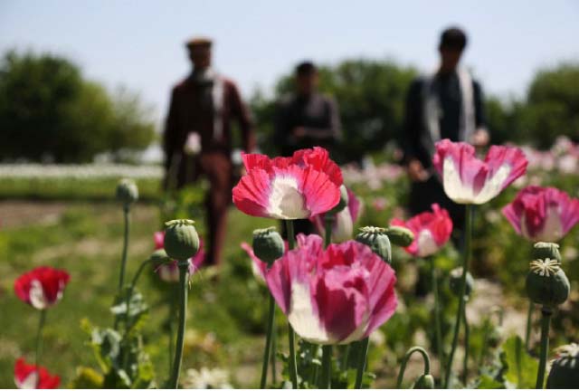 Opium Fueling War and Crime in Afghanistan